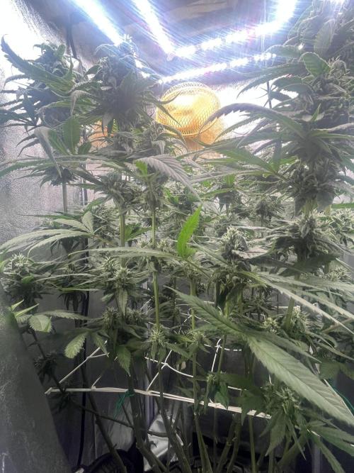 🌈Chocolate Rainbow xxl🌈 old dwc. Week 12
