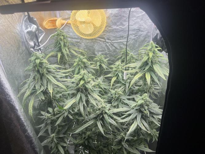 🌈Chocolate Rainbow xxl🌈 old dwc. Week 12