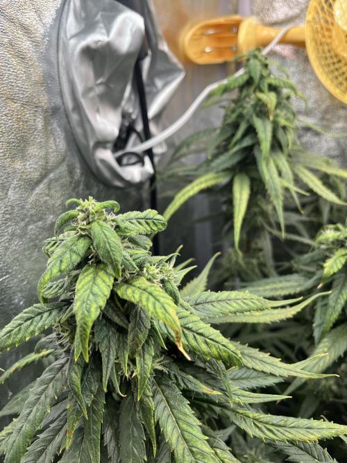 🌈Chocolate Rainbow xxl🌈 old dwc. Week 12