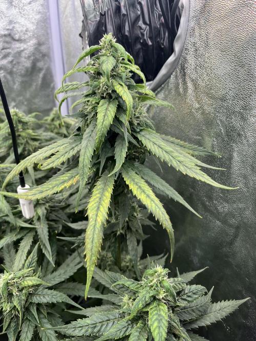🌈Chocolate Rainbow xxl🌈 old dwc. Week 12