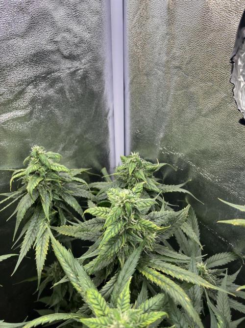 🌈Chocolate Rainbow xxl🌈 old dwc. Week 12