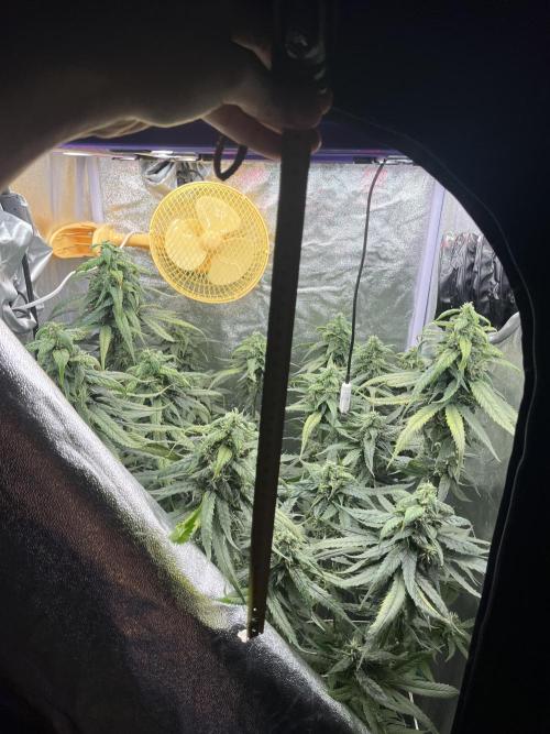 🌈Chocolate Rainbow xxl🌈 old dwc. Week 12