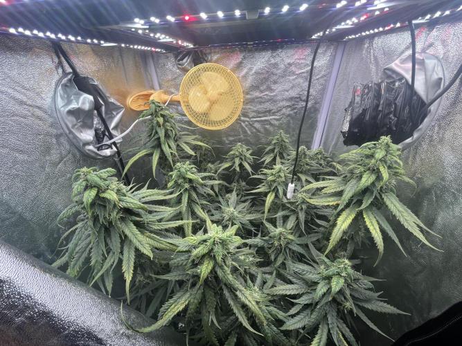 🌈Chocolate Rainbow xxl🌈 old dwc. Week 12