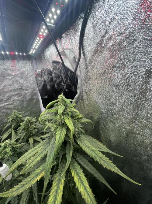 🌈Chocolate Rainbow xxl🌈 old dwc. Week 12
