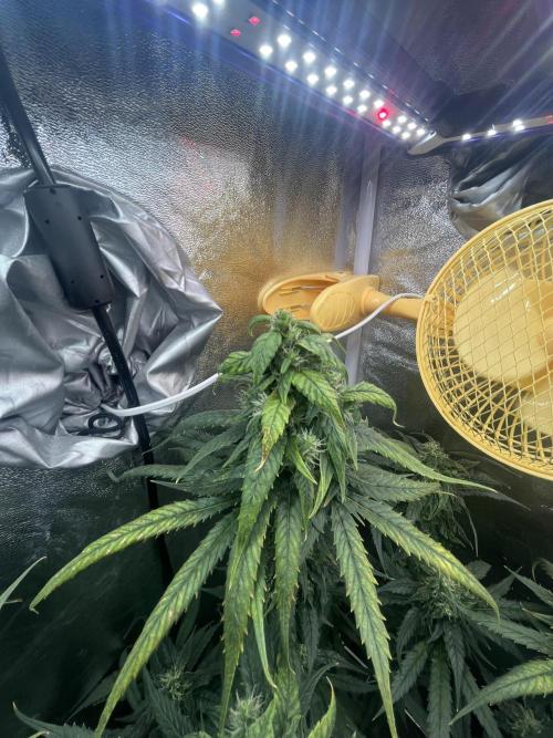 🌈Chocolate Rainbow xxl🌈 old dwc. Week 12