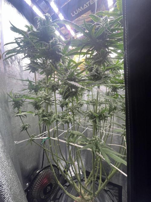 🌈Chocolate Rainbow xxl🌈 old dwc. Week 12