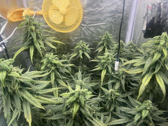 🌈Chocolate Rainbow xxl🌈 old dwc. Week 13