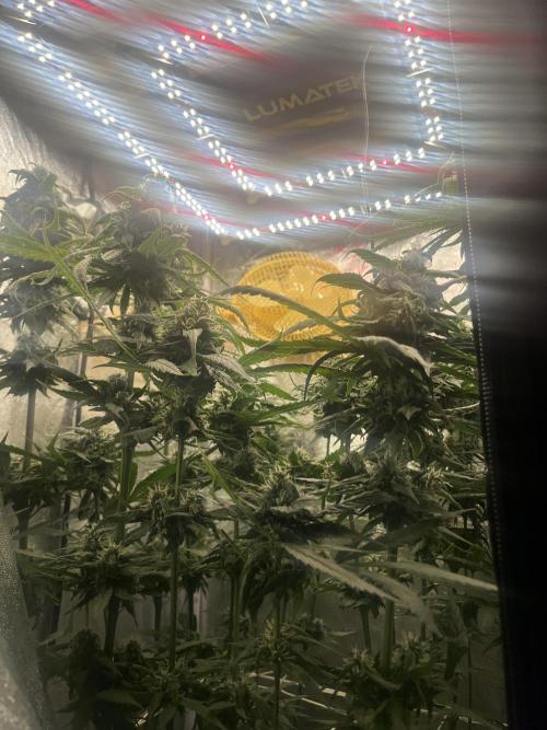 🌈Chocolate Rainbow xxl🌈 old dwc. Week 13