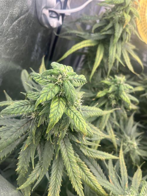 🌈Chocolate Rainbow xxl🌈 old dwc. Week 13