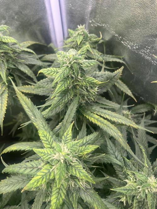 🌈Chocolate Rainbow xxl🌈 old dwc. Week 13