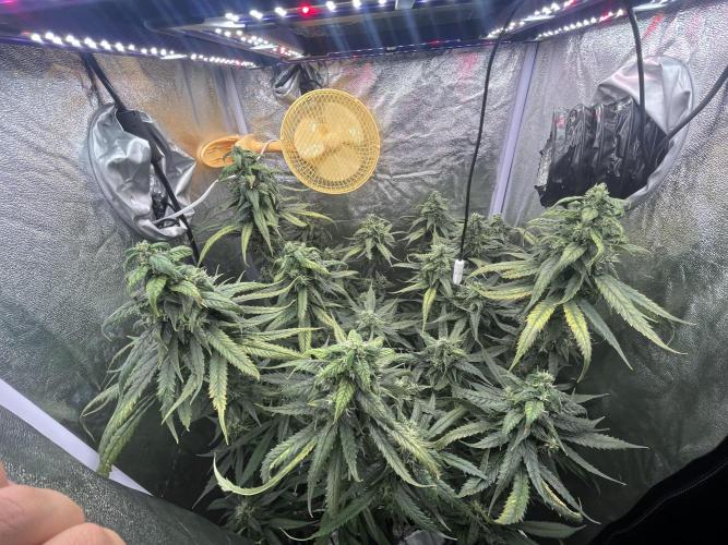 🌈Chocolate Rainbow xxl🌈 old dwc. Week 13