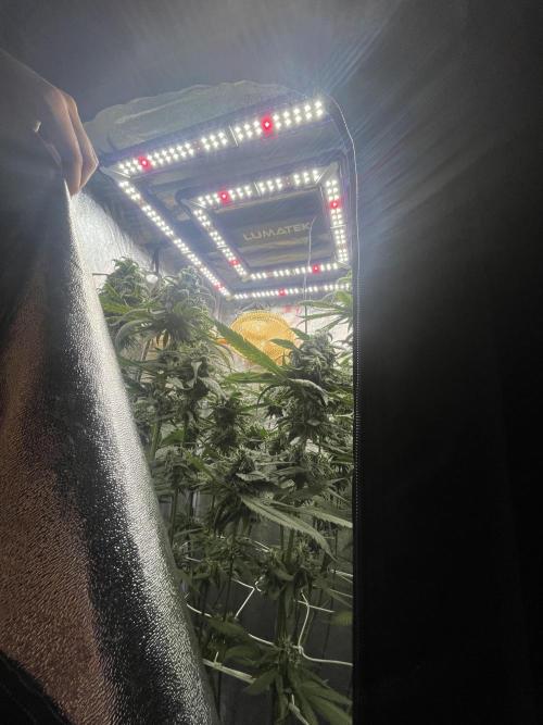🌈Chocolate Rainbow xxl🌈 old dwc. Week 13