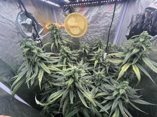 🌈Chocolate Rainbow xxl🌈 old dwc. Week 13