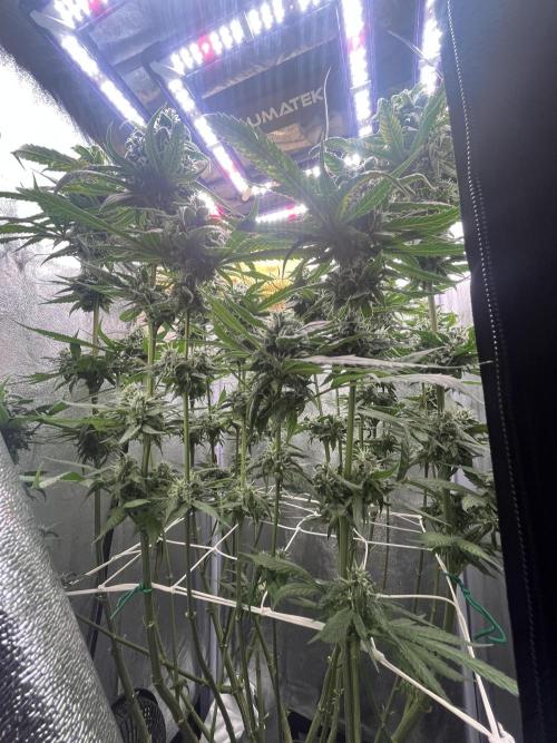 🌈Chocolate Rainbow xxl🌈 old dwc. Week 13