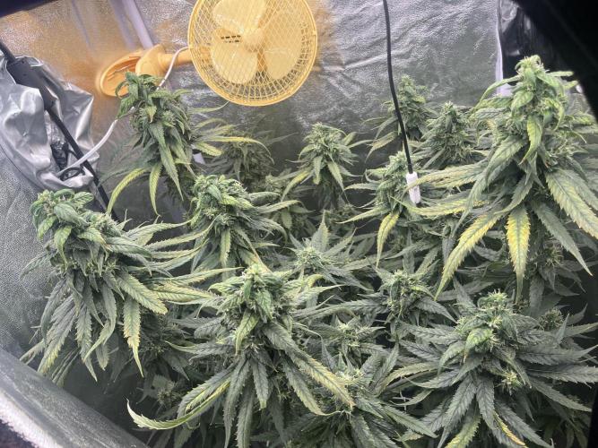 🌈Chocolate Rainbow xxl🌈 old dwc. Week 13
