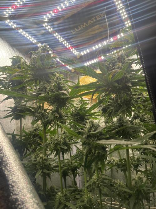 🌈Chocolate Rainbow xxl🌈 old dwc. Week 13
