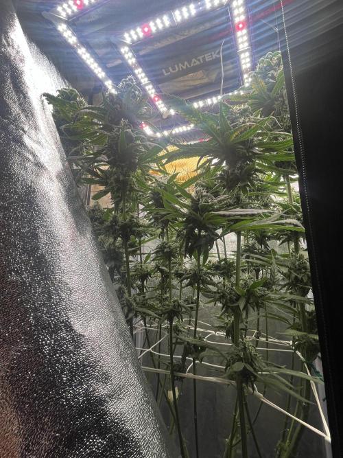 🌈Chocolate Rainbow xxl🌈 old dwc. Week 13