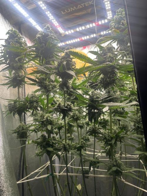 🌈Chocolate Rainbow xxl🌈 old dwc. Week 13