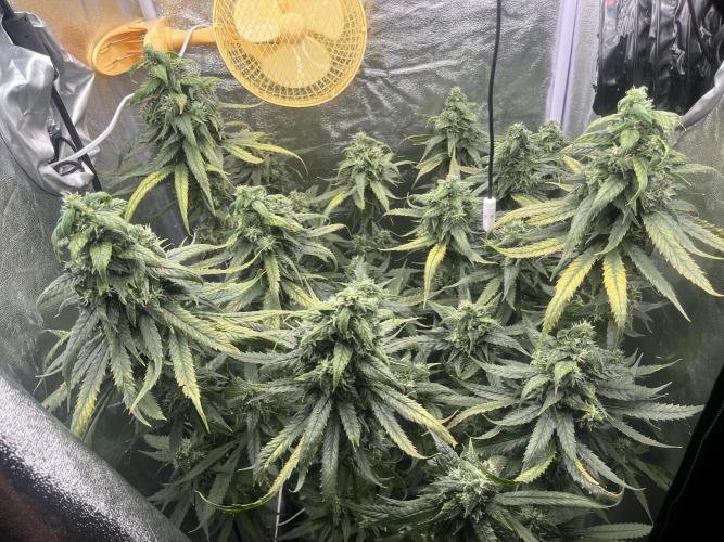 🌈Chocolate Rainbow xxl🌈 old dwc. Week 13