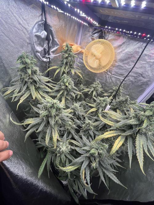 🌈Chocolate Rainbow xxl🌈 old dwc. Week 14