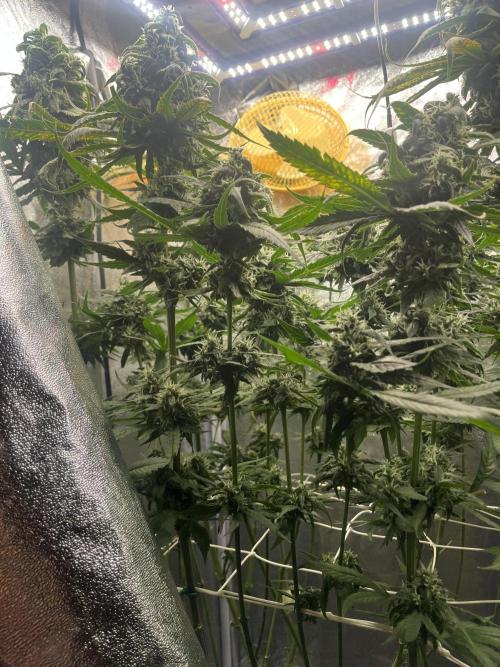 🌈Chocolate Rainbow xxl🌈 old dwc. Week 14