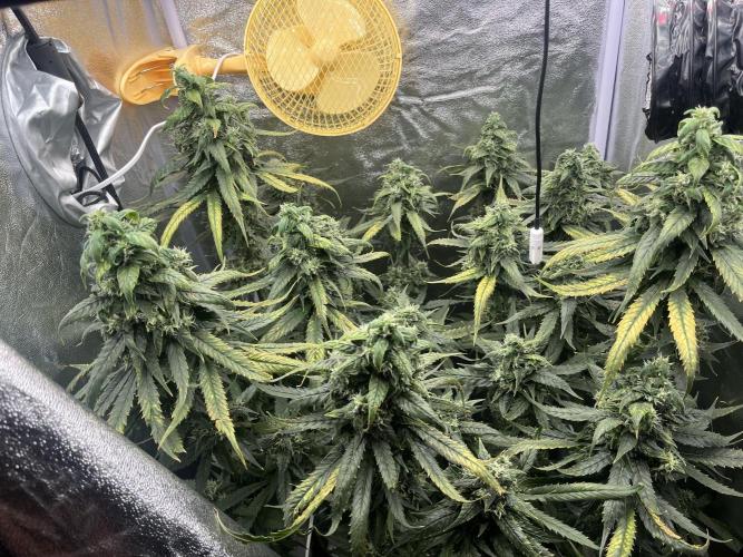🌈Chocolate Rainbow xxl🌈 old dwc. Week 14