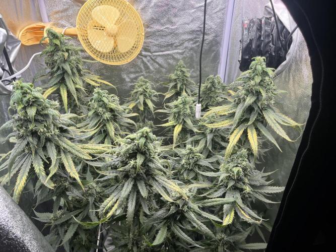 🌈Chocolate Rainbow xxl🌈 old dwc. Week 14