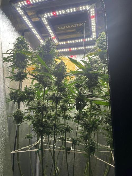 🌈Chocolate Rainbow xxl🌈 old dwc. Week 14
