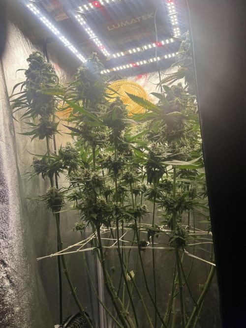 🌈Chocolate Rainbow xxl🌈 old dwc. Week 14