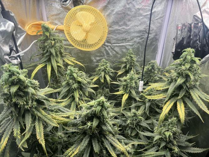🌈Chocolate Rainbow xxl🌈 old dwc. Week 14