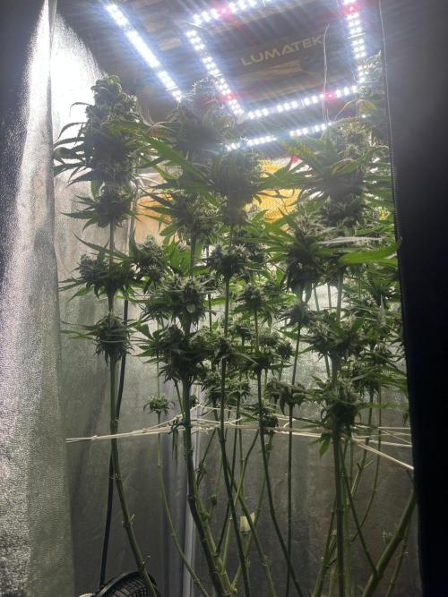 🌈Chocolate Rainbow xxl🌈 old dwc. Week 14