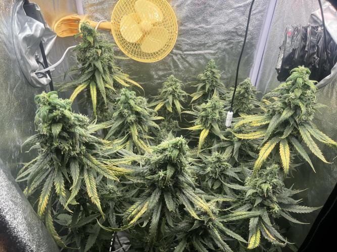 🌈Chocolate Rainbow xxl🌈 old dwc. Week 14