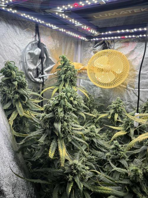 🌈Chocolate Rainbow xxl🌈 old dwc. Week 14