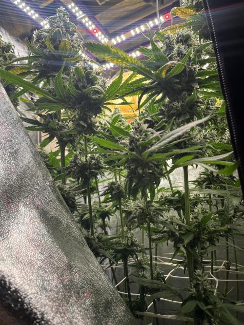 🌈Chocolate Rainbow xxl🌈 old dwc. Week 14
