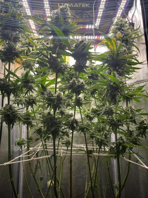🌈Chocolate Rainbow xxl🌈 old dwc. Week 14
