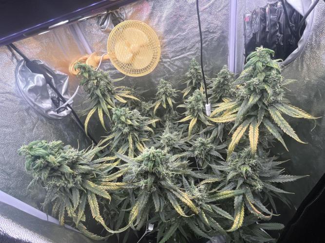 🌈Chocolate Rainbow xxl🌈 old dwc. Week 14