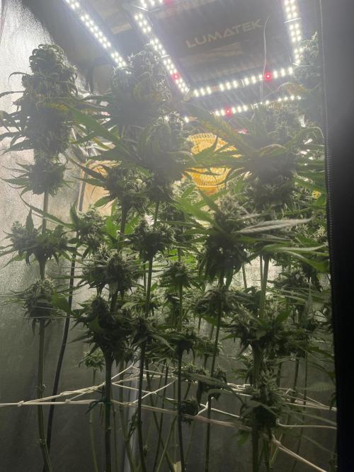 🌈Chocolate Rainbow xxl🌈 old dwc. Week 14