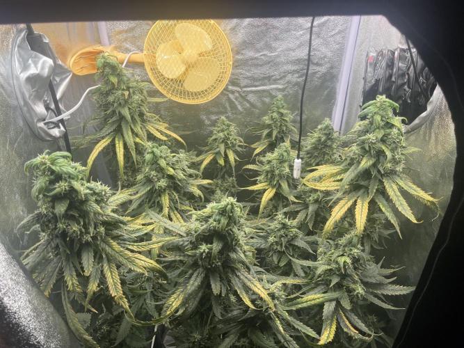 🌈Chocolate Rainbow xxl🌈 old dwc. Week 14