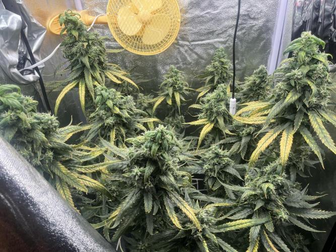 🌈Chocolate Rainbow xxl🌈 old dwc. Week 15