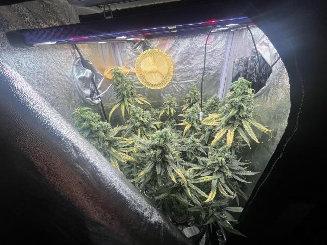 🌈Chocolate Rainbow xxl🌈 old dwc. Week 15