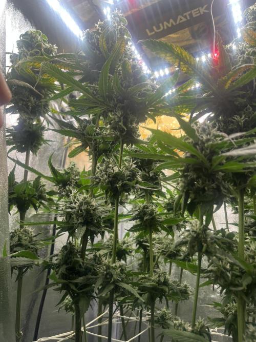 🌈Chocolate Rainbow xxl🌈 old dwc. Week 15