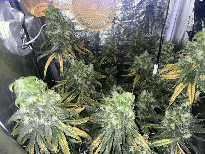 🌈Chocolate Rainbow xxl🌈 old dwc. Week 15