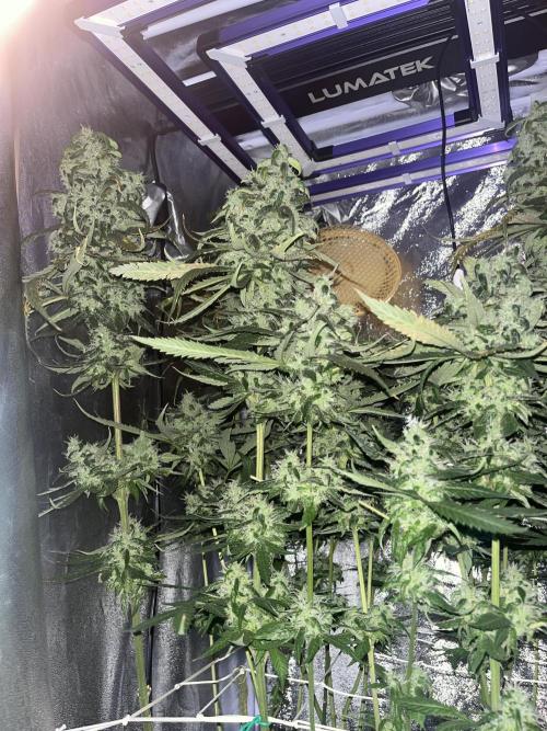 🌈Chocolate Rainbow xxl🌈 old dwc. Week 15