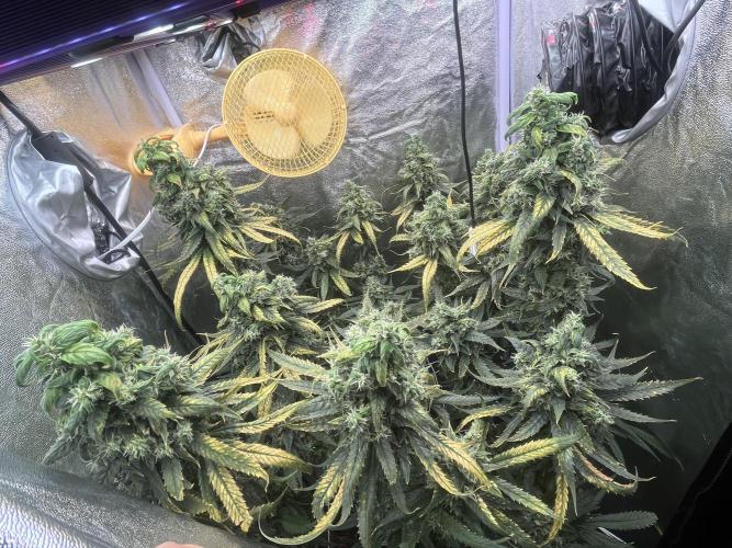 🌈Chocolate Rainbow xxl🌈 old dwc. Week 15