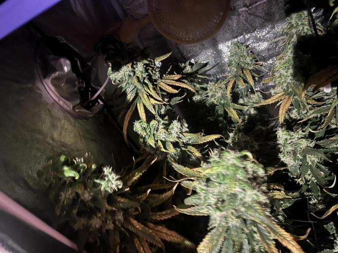 🌈Chocolate Rainbow xxl🌈 old dwc. Week 15
