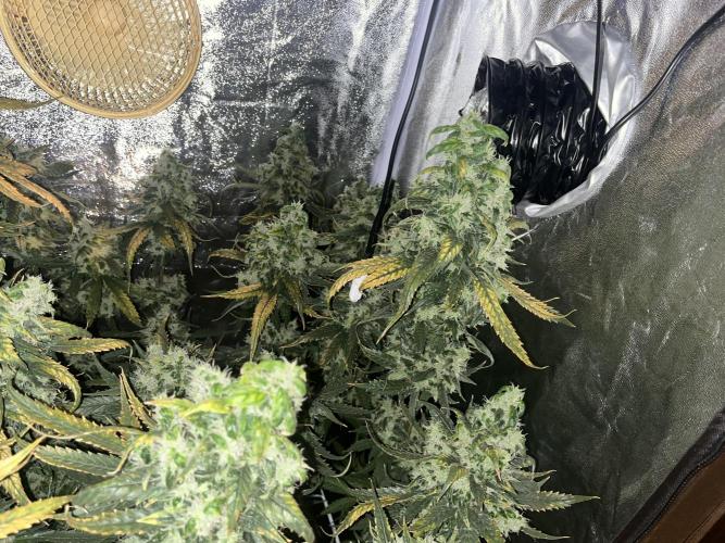 🌈Chocolate Rainbow xxl🌈 old dwc. Week 15