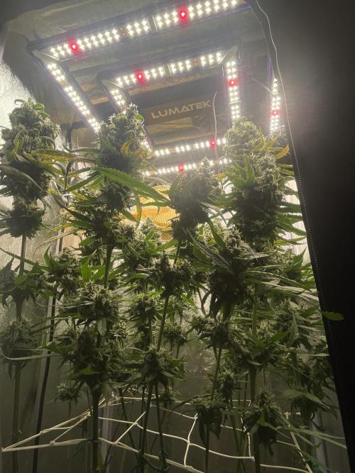 🌈Chocolate Rainbow xxl🌈 old dwc. Week 15