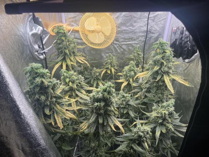 🌈Chocolate Rainbow xxl🌈 old dwc. Week 15