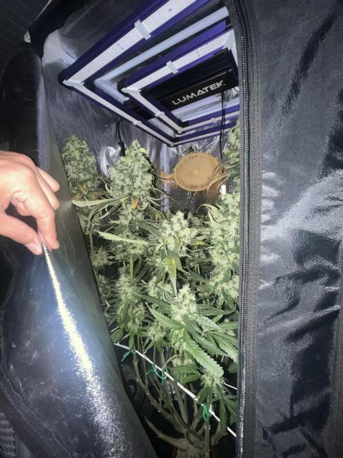 🌈Chocolate Rainbow xxl🌈 old dwc. Week 15