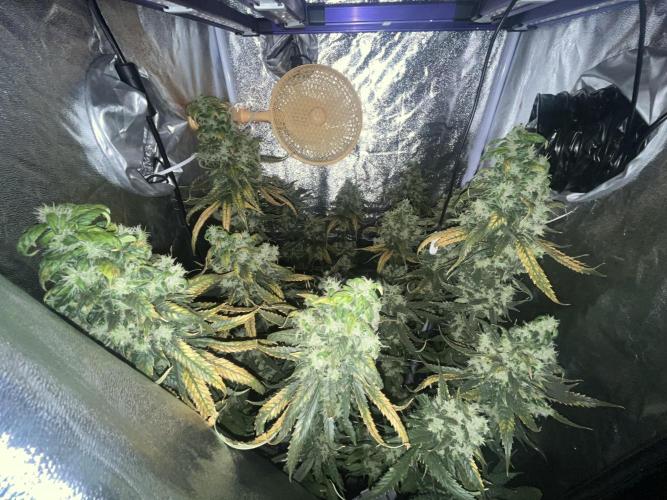 🌈Chocolate Rainbow xxl🌈 old dwc. Week 15
